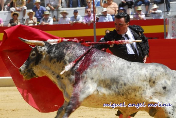 toros de las fiestas del corpus 2007.
en la imagen ortega cano c