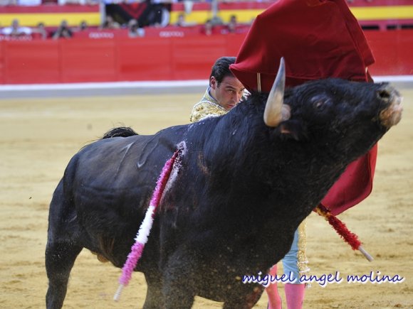 GR01. GRANADA, 22/06/11.-
Dia de toros fiestas del corpus chirsti de Granada con los diestros  el fandi, juli y enrique ponce.
En la imagen ponce en su primer toro.